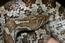 Large Female Meahllmorum / S. Corpus